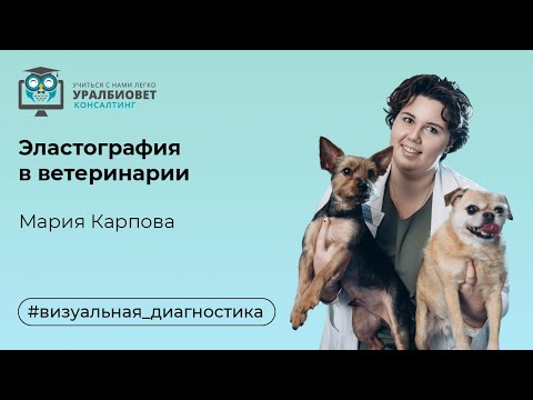 Видео: Эластография. Лектор Мария Карпова