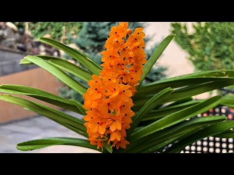 Видео: ОРХИДЕЯ Vanda miniata (Ascocentrum miniatum) Цветение и уход.