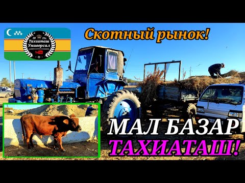 Видео: 03.10.25ж.МАЛ БАЗАР - СКОТНЫЙ РЫНОК 🐄#тахиаташ#каракалпакистан#бахалары#цены#сауын#сыйыр#огиз#бык 