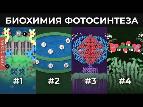 Видео: Биохимия фотосинтеза [Clockwork]
