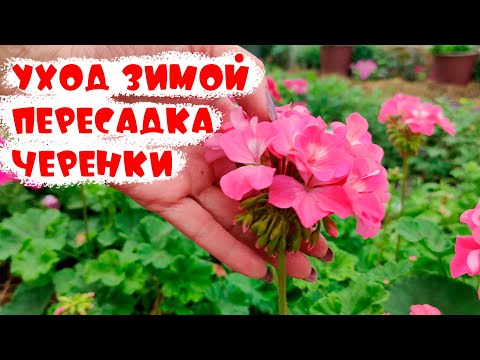 Видео: ПЕЛАРГОНИИ ЗИМОЙ! ПЕРЕСАДКА, грунт, объем земли для пышного цветения. Черенки герани