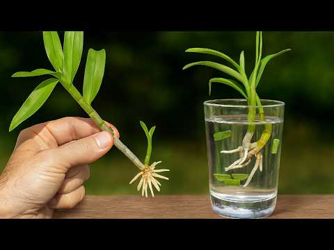 Видео: 🌺Как спасти и размножить орхидеи с помощью потомства. Легкий