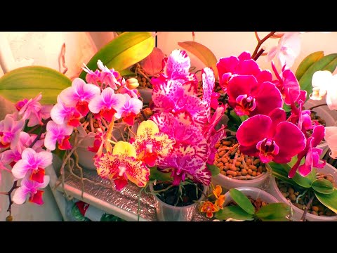 Видео: От этого удобрения зацветают Орхидеи и ХОЙЯ.  Аминосил для орхидей