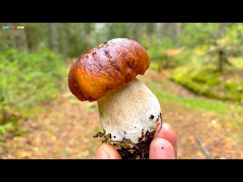 Видео: ⭐️ БОРОВИКИ - ОКТЯБРЯТА! Долгожданные находки! MUSHROOMS 2024!