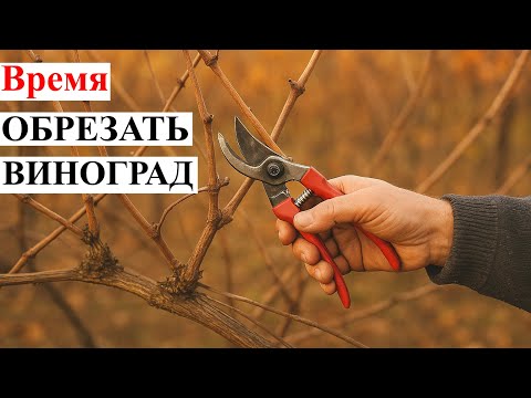 Видео: Время ОБРЕЗАТЬ Виноград?