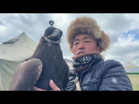 Видео: Беркутчи со всего мира демонстрируют мастерство в охоте