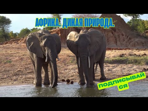 Видео: Африка. Дикая Природа.