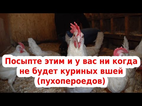 Видео: 🐔 обрабатываем кур от вшей, пухопероедов и клещей