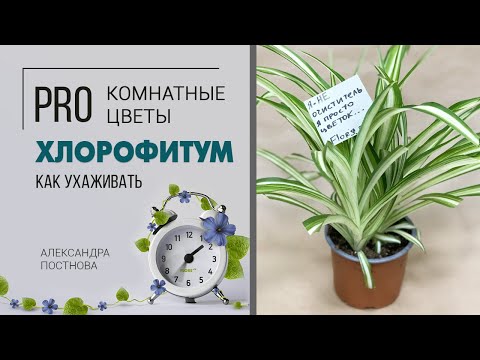 Видео: Комнатное растение Хлорофитум | Вся правда об этом зеленом красавце