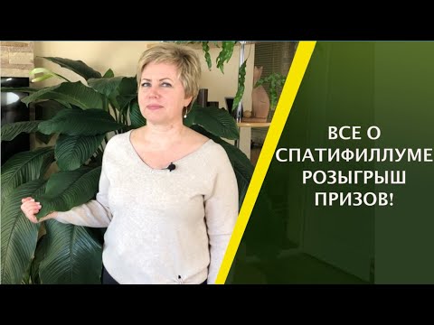 Видео: СПАТИФИЛЛУМ-КОРОЛЬ ДОМАШНИХ ЦВЕТОВ! РОЗЫГРЫШ ПРИЗОВ!