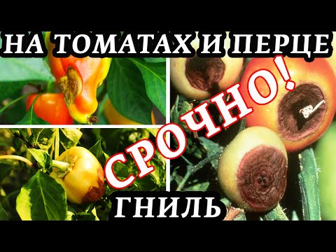Видео: У Вас гниют ПОМИДОРЫ (ТОМАТЫ), ПЕРЕЦ! Супербыстрое ИЗБАВЛЕНИЕ от ГНИЛИ! Лучшее НЕДОРОГОЕ СРЕДСТВО!