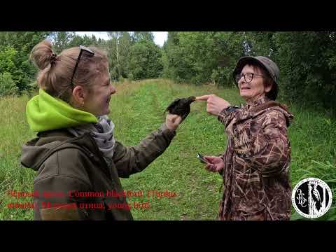 Видео: Тесты птиц на агрессивность. Aggressiveness testing of birds. Zvenigorod Bird Ringing Station.