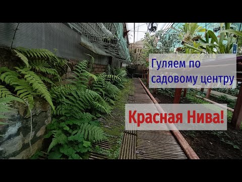 Видео: Прогулка по садовому центру! | КРАСНАЯ НИВА | Растения интересующие меня!