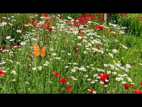 Видео: Успокаивающая музыка,дикая природа нашей Планеты№162. Медитация. Soothing music Meditation, Nature.