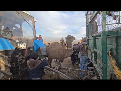 Видео: 26.01.2025с охирБузк дар н.Рудаки хожи Хуршед...бо Анкара