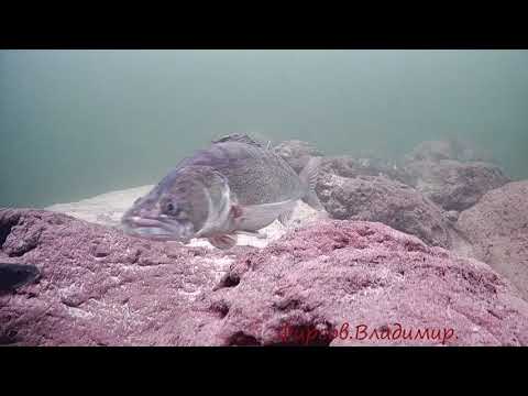 Видео: Метео зависимый судак.