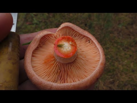 Видео: ПО ГРИБЫ ПО ПРОХЛАДНОМУ ЛЕСУ! Грибы идут и МЫ ЗА НИМИ! Грибы октября!