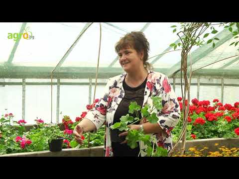 Видео: Мушкатото – как да цъфти повече