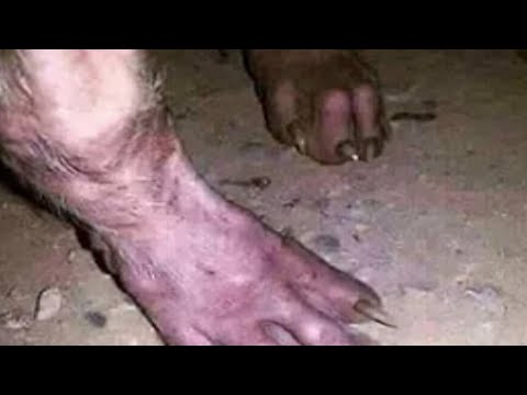 Видео: 15 УЖАСНЫХ СУЩЕСТВ СНЯТЫХ НА КАМЕРУ