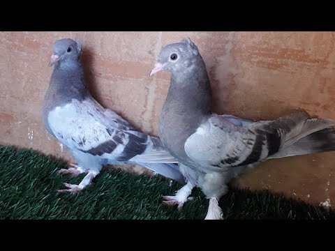 Видео: Продаю птицу Турецкая такла г Самарканд +998915542954