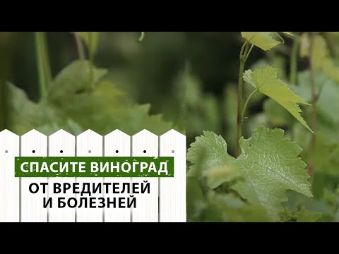 Видео: Болезни и вредители винограда.