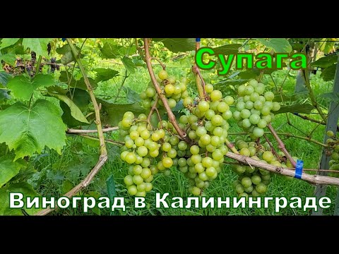 Видео: Супага. Обзор сорта. Виноград в Калининграде