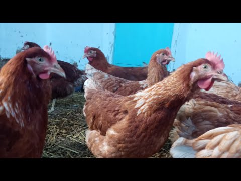 Видео: Ломан Браун плюсы и минусы. спустя год содержания.