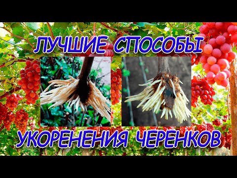 Видео: Укоренение черенков  Лучшие способы
