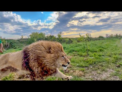 Видео: ОЧЕНЬ АДРЕНАЛИНОВО! Львы окружили нас и начинают выяснять отношения за мясо!