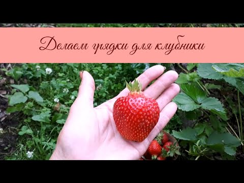 Видео: 03.08.2023 Делаем грядки для клубники 🍓 без завоза земли. Съёмки прошлого года