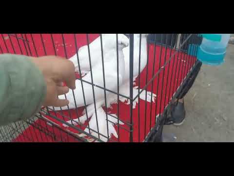 Видео: Ярмарка голубей ташкент 4.05.2025. Кафтарбозори Тошканд 4.05.2025 Toshkent kaftarbozori 4.05.2025