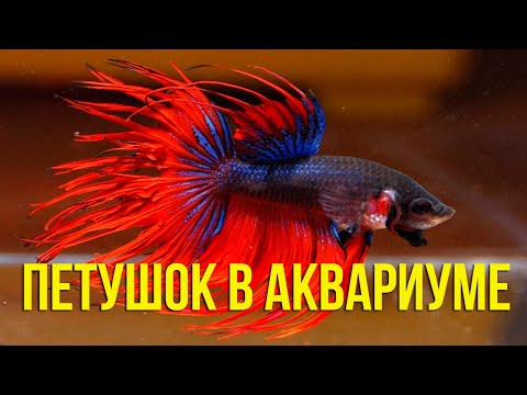 Видео: Секреты ПЕТУШКА: Уход и Разведение без Ошибок