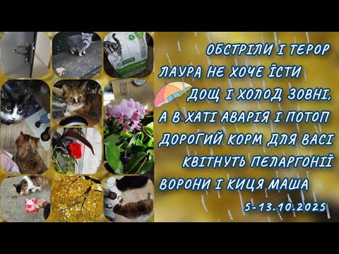 Видео: Осіннє золото прийшло з дощами 5-13.10.2025