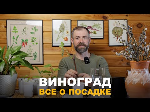 Видео: ЧЕРЕНКИ ВИНОГРАДА ТОЧНО ПРИЖИВУТСЯ. Все нюансы посадки черенков винограда.