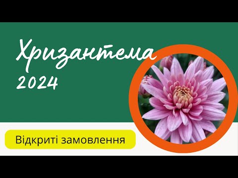 Видео: Живці хризантеми. Як і де зробити замовлення. Прайс на хризантему сезон 2024.