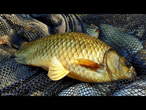 Видео: Аномальная жара🔥 в Ростовской обл.  Днем не рыбалю ,рыбалю ночью.