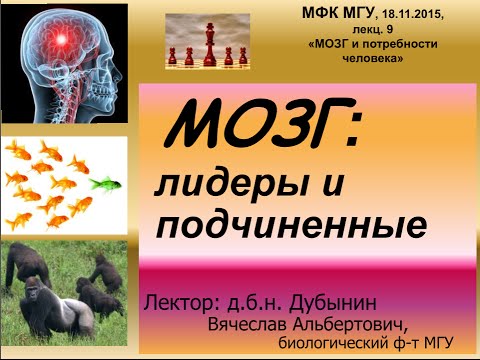 Видео: Дубынин Вячеслав - Мозг: лидеры и подчинённые