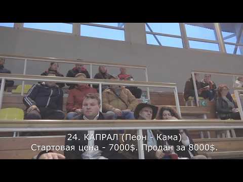 Видео: 06.10.17. АУКЦИОН МОЛОДНЯКА В МОСКОВСКОМ КОННОМ ЗАВОДЕ. ЛОТ ЗА ЛОТОМ