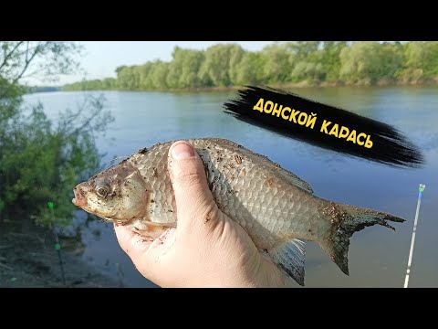 Видео: рыбалка на донки | река Дон | Шилово Воронеж | 18 мая 2023