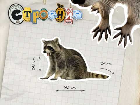 Видео: Сатушева Савелия «Динамическая презентация "Еноты"», ВХУТЕИН