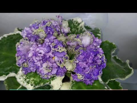 Видео: Создаю красоту. Уход за взрослыми фиалочками.