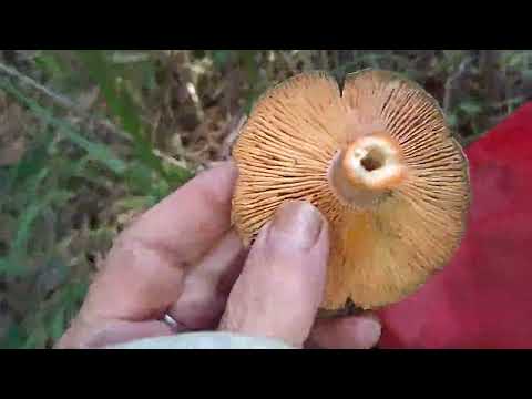 Видео: Много-много рыжиков 😍 🍄. На дачных участках, на дороге, везде рыжики 😊.