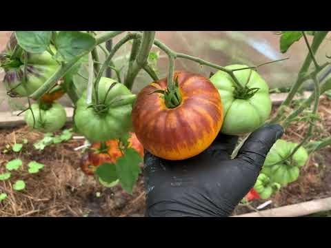 Видео: Обзор сортов томатов. Часть 7.