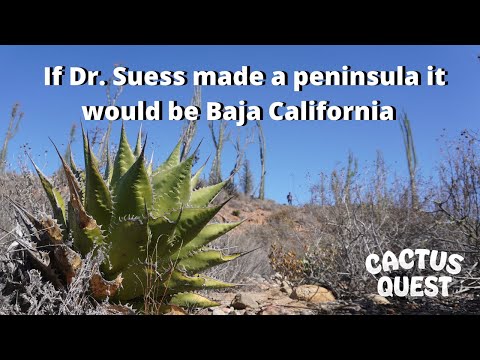 Видео: Путешествую по Нижней Калифорнии в поисках самых странных растений, которые смог найти. #Суккуленты