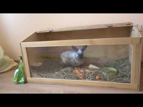 Видео: Утро наших животных. Хомячок умер.