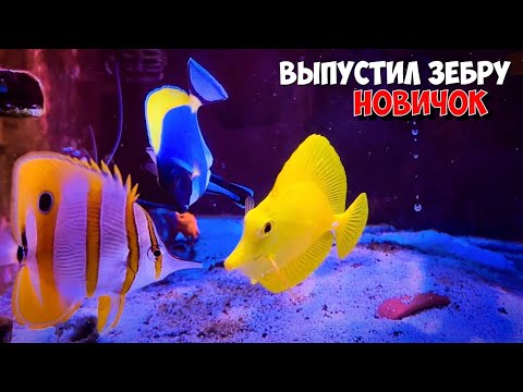 Видео: Жёлтая зебрасома | Примут новичка или нет..
