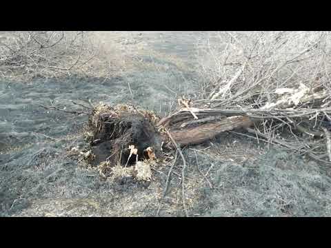 Видео: ОЧИСТИЛИ ПОЛЕ ОТ ДЕРЕВЬЕВ. МТЗ 82 СПРАВИЛСЯ