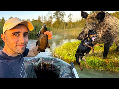 Видео: 24-Часа! На болотных заводях [Часть-2] Кабан разорвал спину Тони. Уха с Линя. Вот это улов на верши.