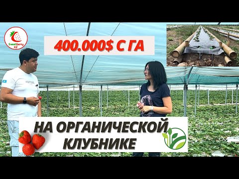 Видео: 400 000$ с гектара на органической клубнике