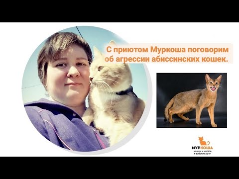 Видео: Вебинар Агрессия абиссинских кошек и не только их.